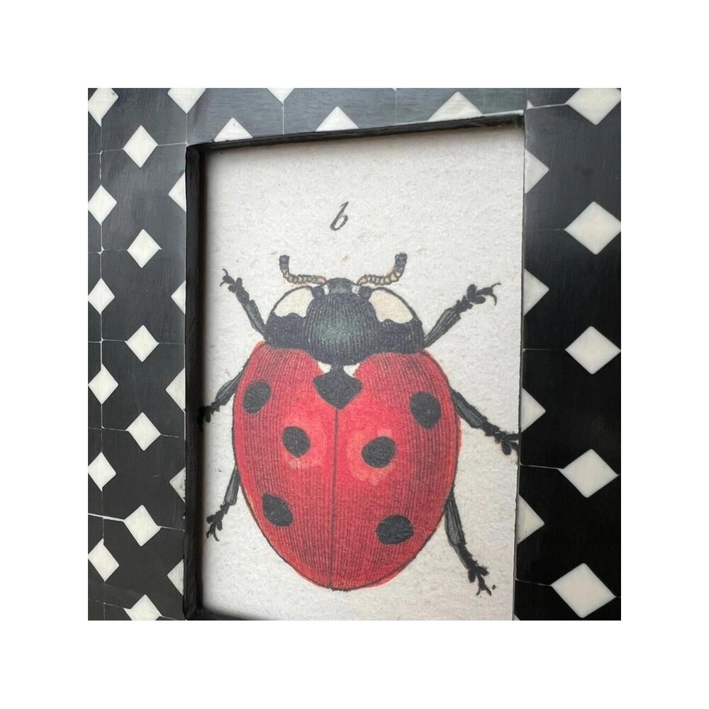 JOHN DERIAN Ladybug Framed Art Print Shell Lattice Geo Modern Folk Craft Style